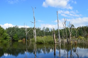 Dr Philip Dodgson Derby - Tasmanian lake